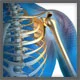 Orthopedics (Joints and Muscles)