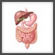 Gastroenterology (Digestive system)